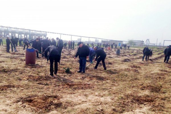  Sumqayıt Etilen-polietilen zavodunun ərazisində 800 növ müxtəlif ağac növləri əkilib