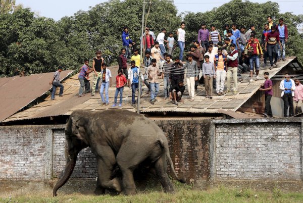 Hindistanda 15 nəfəri öldürən fil güllələnib