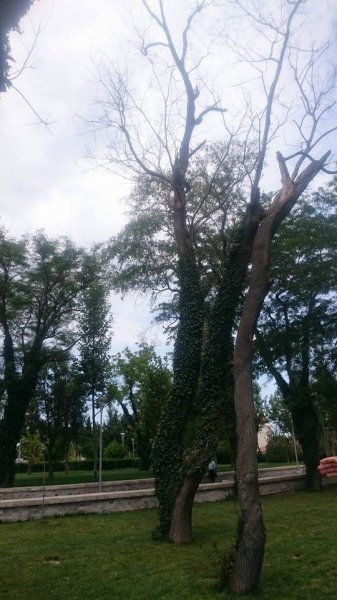 Dədə Qorqud parkındakı ağaclar sürətlə quruyur - FOTOLAR