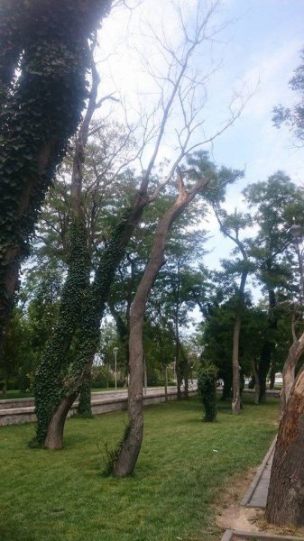  Dədə Qorqud parkındakı ağaclar sürətlə quruyur - FOTOLAR