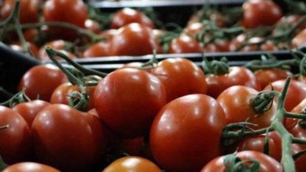 Rusiya 33 ton pomidoru Azərbaycana qaytardı