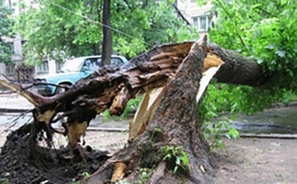 Güclü külək Bakıda 21 ağacı aşırdı