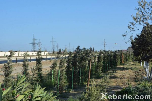 Sumqayıt Kimya Sənaye Parkı ərazisi boyunca böyük ərazidə 3500-dən çox ağac, 30 000-ə yaxın gül kolu əkilib - FOTOLAR