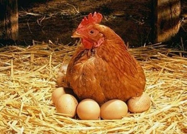 Quşlar tələf olur - Bakıda yumurta limitlə satılır