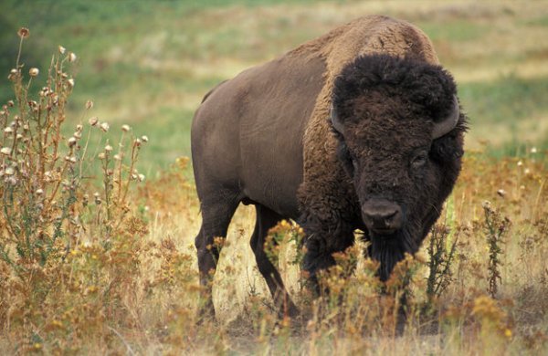 Azərbaycana bizonlar gətirildi