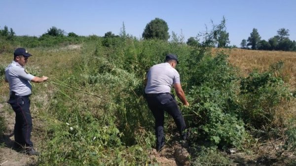 3 tondan artıq narkotik bitki məhv edildi - Azərbaycanda