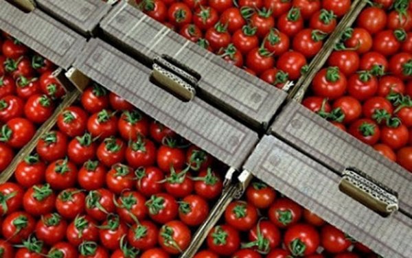Daha 7 müəssisədən Rusiyaya pomidor ixracına icazə verildi - Siyahı