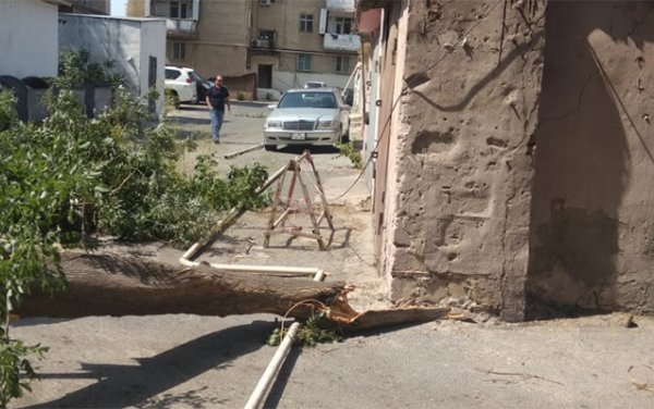 Xırdalanda bina tikərkən ağacları kəsən şirkətlə bağlı cinayət işi başlandı