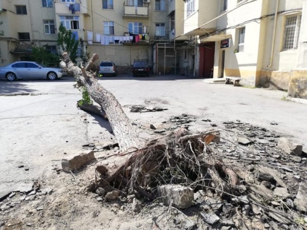 Sumqayıtda ağac aşıb - tədbir görən yoxdur (FOTO)