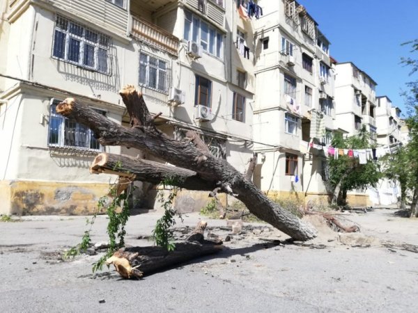 Sumqayıtda ağac aşıb - tədbir görən yoxdur (FOTO)