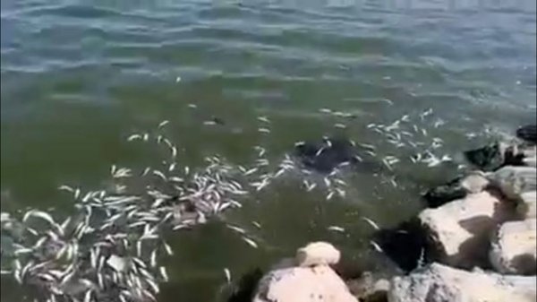Balıqlar istidən ölür - RƏSMİ