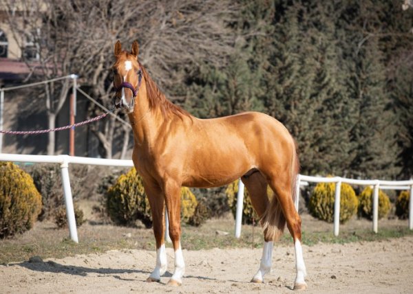 Qarabağ atları ilk dəfə hərrac yolu ilə satışa çıxarılır