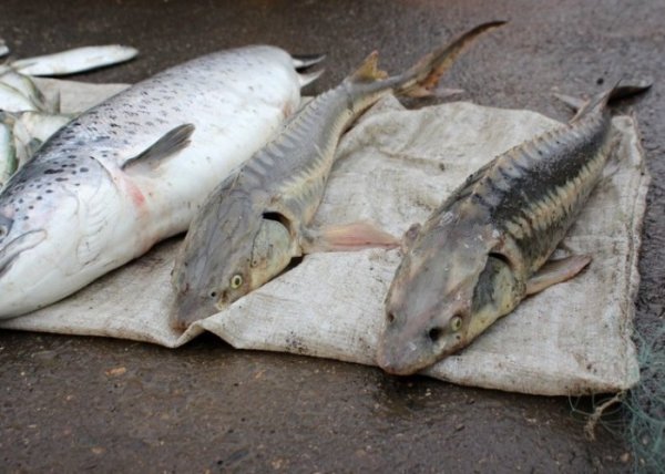 Sumqayıt və başqa ərazilərdə qanunsuz balıq ovlayanlar saxlanıldı