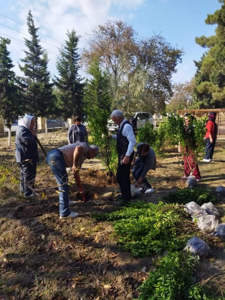 Sumqayıt Tibb Mərkəzinin (STM) nəzdindəki tibb müəssisələrində ağacəkmə aksiyaları keçirilib