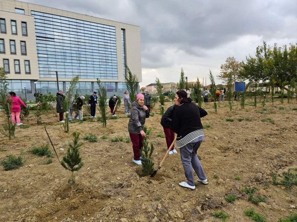 Sumqayıt Tibb Mərkəzinin (STM) nəzdindəki tibb müəssisələrində ağacəkmə aksiyaları keçirilib