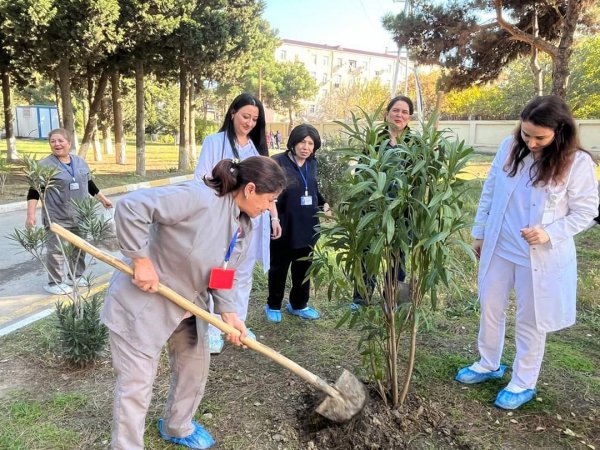 Sumqayıt Tibb Mərkəzinin (STM) nəzdindəki tibb müəssisələrində ağacəkmə aksiyaları keçirilib