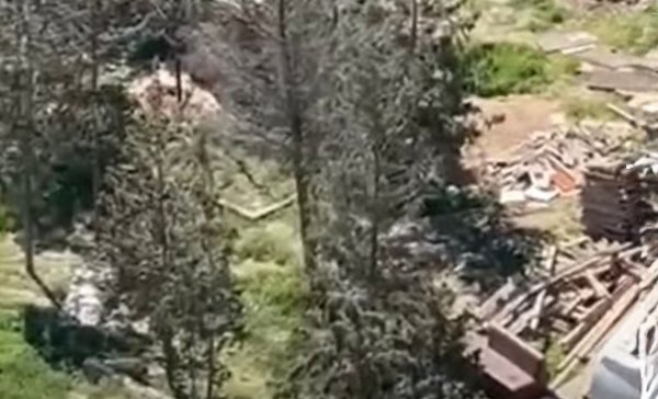 Sumqayıtda  ağac kəsilmə faktı üzə araşdırma başladı Sumqayıtda  ağac kəsilmə faktı üzə araşdırma başladı