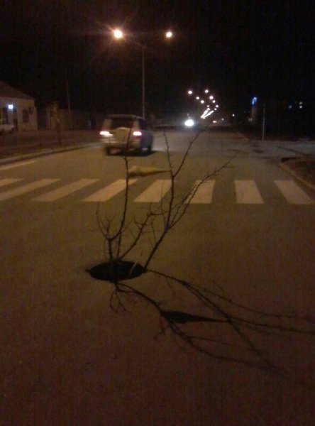 Sumqayıtda avtomobil yolunun ortasında ağac bitib, yoxsa...? - FOTOFAKT