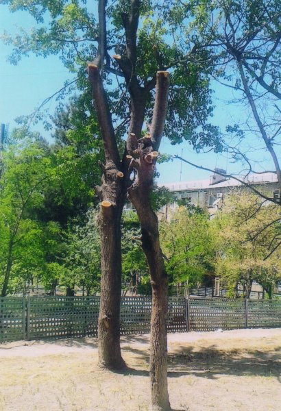 Sumqayıtda ağacları zәdәlәyәn şәxs cәrimәlәnib - FOTO