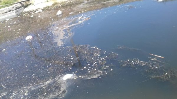 Samur-Abşeron kanalında balıqlar qırılır - FOTO