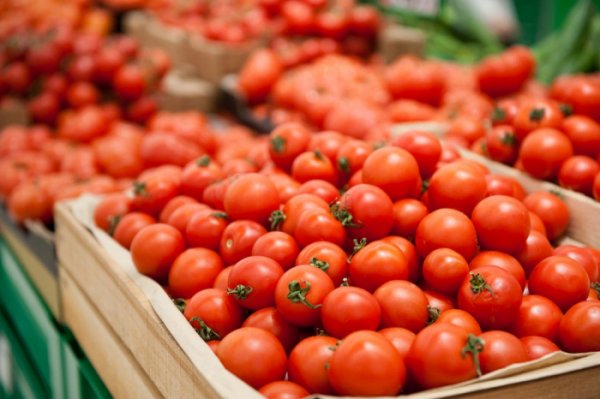 Rusiyaya pomidor tədarükünə dair danışıqlar başlayır