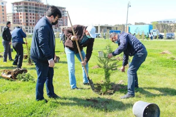 Sumqayıt Regional Mədəniyyət İdarəsinin kollektivi bulvarda 80 ağac əkdi -FOTOLAR
