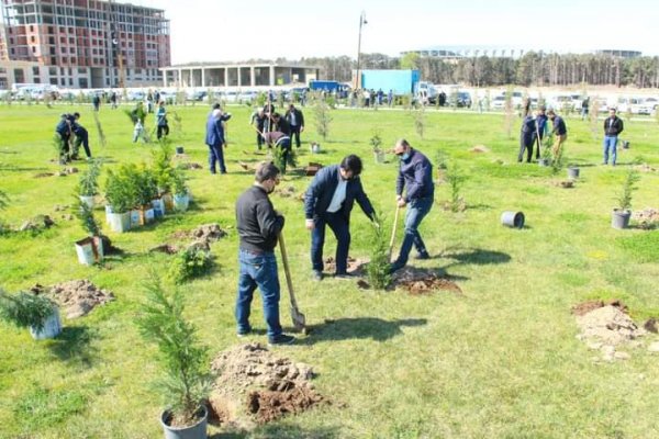 Sumqayıt Regional Mədəniyyət İdarəsinin kollektivi bulvarda 80 ağac əkdi -FOTOLAR