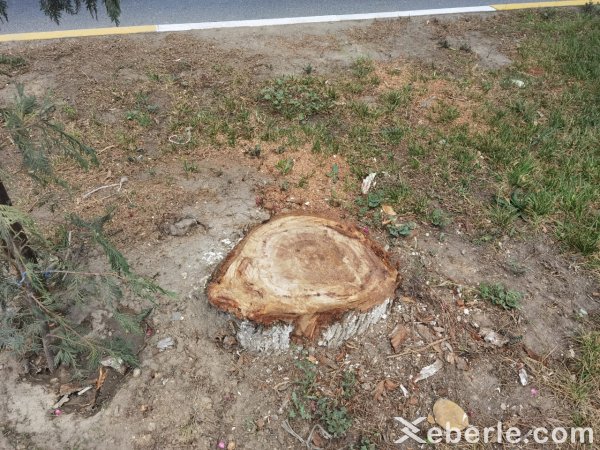 Sumqayıtda 30-a yaxın ağac kəsildi - VİDEO (FOTO)
