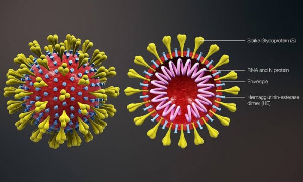 4 aya koronavirusun 22 yeni mutasiyası yaranacaq - Riyazi proqnoz