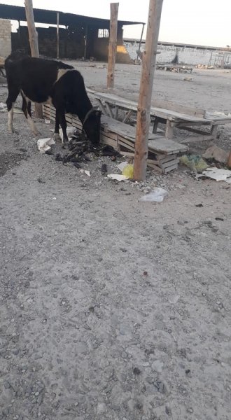 Sumqayıtın Hacı Zeynalabdin qəsəbəsinin "bomba" düşmüş yarmarkası - FOTOLAR