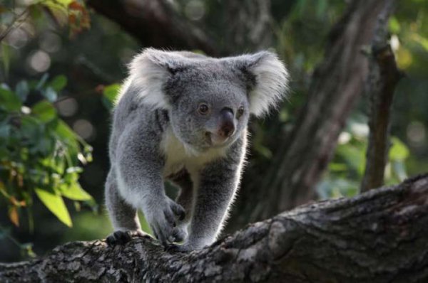 Koalalar rəsmən nəsli kəsilməkdə olan növ elan edildi