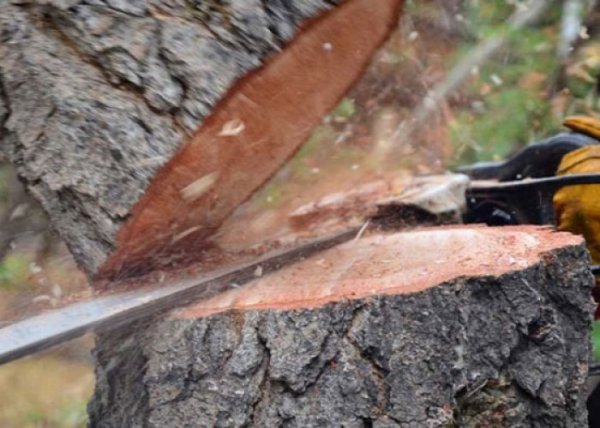 Qanunsuz ağac kəsilməsinə görə 10 cinayət işi başlanılıb