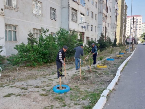 Sumqayıtda bu ərazilərdə iməcilik keçirilib - FOTO