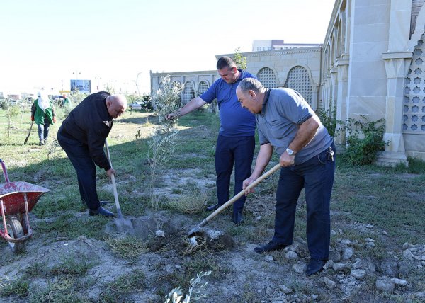 Sumqayıtda Anım Günü ilə əlaqədar ağacəkmə aksiyası keçirilib