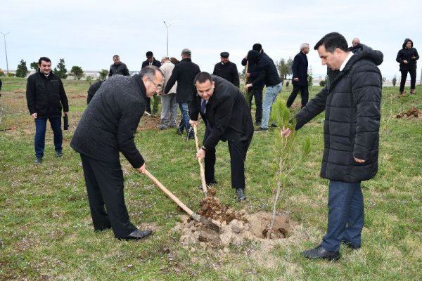 YAP Sumqayıt şəhər təşkilatı ağacəkmə aksiyası keçirib - FOTOLAR