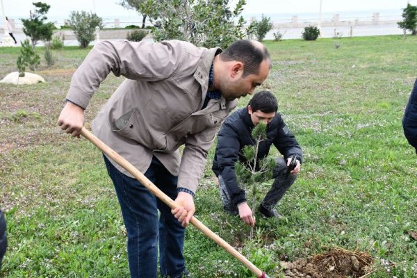 YAP Sumqayıt şəhər təşkilatı ağacəkmə aksiyası keçirib - FOTOLAR