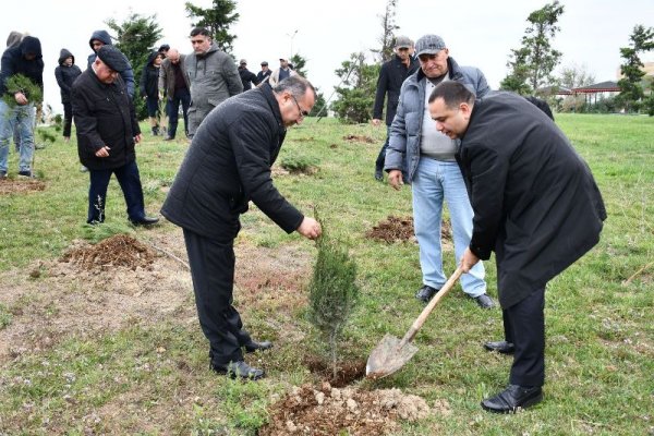 YAP Sumqayıt şəhər təşkilatı ağacəkmə aksiyası keçirib - FOTOLAR