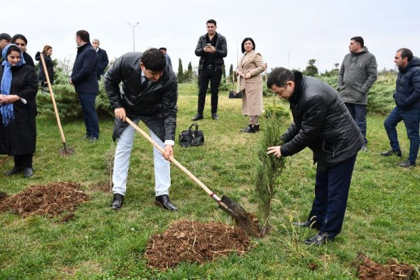 YAP Sumqayıt şəhər təşkilatı ağacəkmə aksiyası keçirib - FOTOLAR