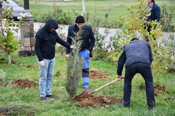 YAP Sumqayıt şəhər təşkilatı ağacəkmə aksiyası keçirib - FOTOLAR