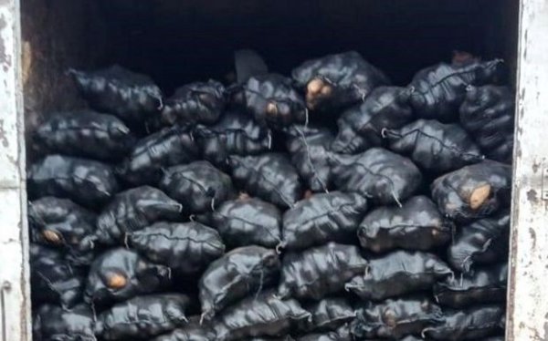 İrandan gətirilən 71 ton kartofda zərərli orqanizm aşkarlandı