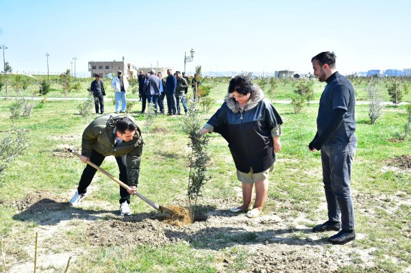 Sumqayıt şəhər Bulvarında “Heydər Əliyevin 100 illik yubileyi” ilə əlaqədar növbəti dəfə ağacəkmə aksiyası təşkil olundu - FOTO