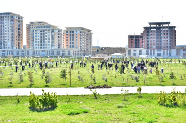 Sumqayıt şəhər Bulvarında “Heydər Əliyevin 100 illik yubileyi” ilə əlaqədar növbəti dəfə ağacəkmə aksiyası təşkil olundu - FOTO