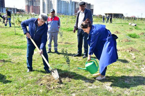 Sumqayıt şəhər Bulvarında “Heydər Əliyevin 100 illik yubileyi” ilə əlaqədar növbəti dəfə ağacəkmə aksiyası təşkil olundu - FOTO