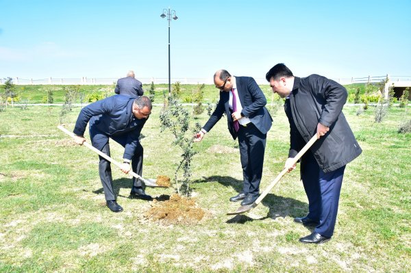 Sumqayıt şəhər Bulvarında “Heydər Əliyevin 100 illik yubileyi” ilə əlaqədar növbəti dəfə ağacəkmə aksiyası təşkil olundu - FOTO