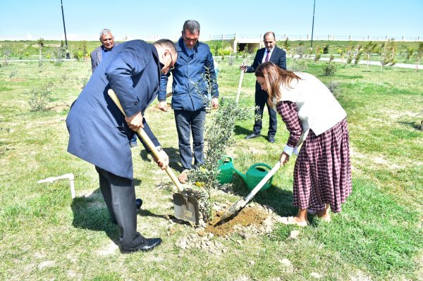 Sumqayıt şəhər Bulvarında “Heydər Əliyevin 100 illik yubileyi” ilə əlaqədar növbəti dəfə ağacəkmə aksiyası təşkil olundu - FOTO