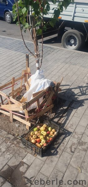 Sumqayıtda sənaye və məişət tullantılarının qalaqlanması aşkarlandı, 10-a yaxın şəxs cərimələnib - FOTOLAR