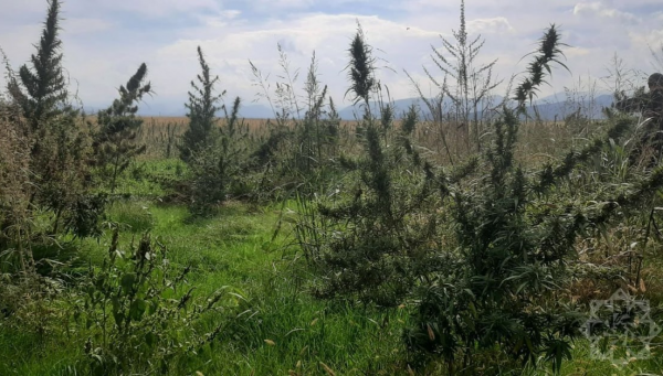 Xocalıda narkotik plantasiyası aşkarlandı  (FOTO)