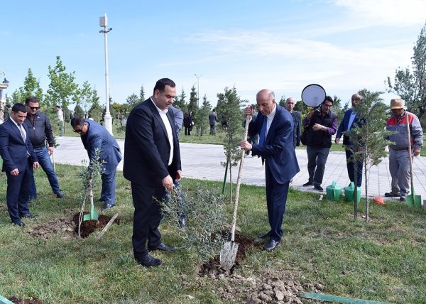 Sumqayıtda növbəti ağacəkmə aksiyası keçirilib