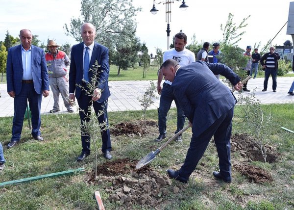 Sumqayıtda növbəti ağacəkmə aksiyası keçirilib