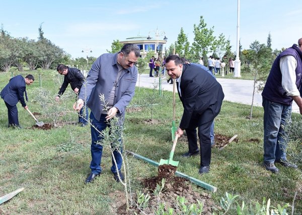 Sumqayıtda növbəti ağacəkmə aksiyası keçirilib